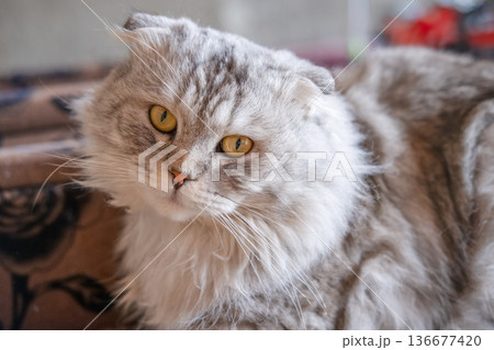 Gray Cat Lying On Sofa Outside 136677420