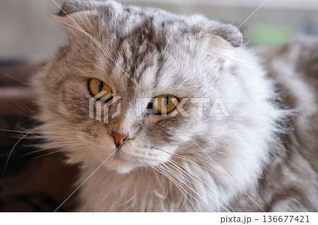 Gray Cat Lying On Sofa Outside 136677421