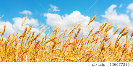 Golden wheat field with ripe ears swaying under a blue sky with white clouds. Agricultural landscape symbolizing harvest season, farming, organic food production Golden wheat field with ripe ears swaying under a blue sky with white clouds. Agricultural landscape symbolizing harvest season, farming, organic food production 136677859