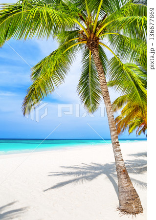 Tropical white sand beach, turquoise sea water and coconut palms under a bright blue sky on a sunny day. 136677869