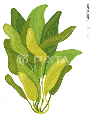 Ocean green plant growing. Marine nature flora 136678309