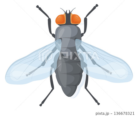 Housefly cartoon icon. Fly animal. Wild pest 136678321