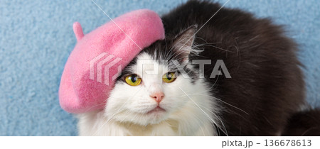 Beautiful black and white cat wearing a pink beret hat lying on a blue blanket 136678613