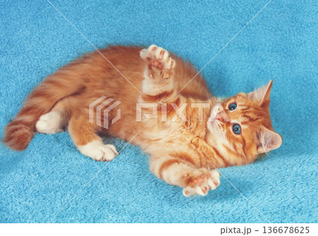 A cute, little, playful ginger kitten lies on its back with its paw raised on a blue background 136678625
