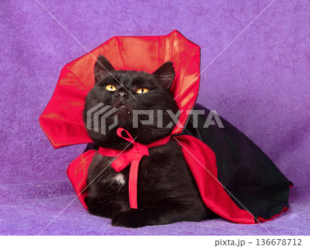 A real photo of a funny black cat in a black and red cloak. An adorable Colorpoint British Shorthair cat in a Halloween costume sits on a violet blanket. Halloween concept. Real Photo 136678712