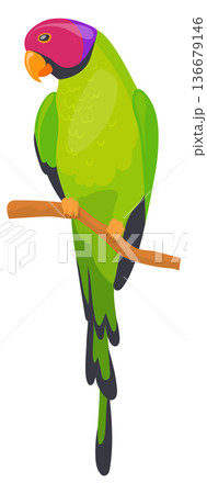 Colorful parrot sit on branch. Cartoon bird animal 136679146