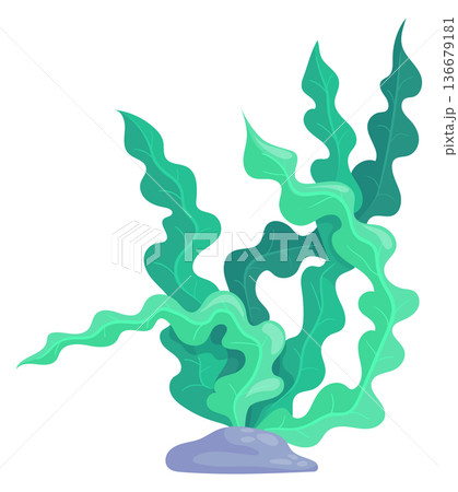 Laminaria cartoon icon. Green ocean bottom flora 136679181