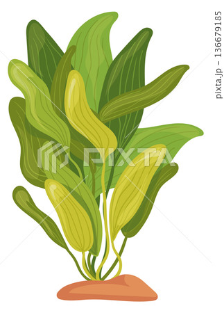 Seaweed cartoon icon. Wild plant. Aquarium botany 136679185
