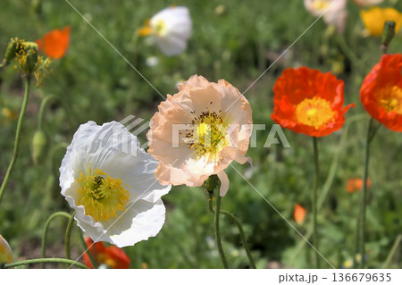 春の花畑に咲く白と淡桃色のポピー 春の花畑に咲く白と淡桃色のポピー 136679635