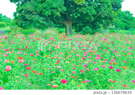 大きな木の下に広がるメルヘンチックなお花畑 136679639