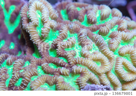 Neon Green Maze Brain Coral - Platygyra spp 136679801