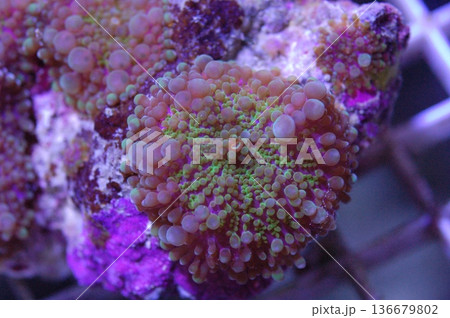 Green and Purple Ricordea Yuma - Ricordea yuma Green and Purple Ricordea Yuma - Ricordea yuma 136679802