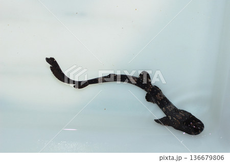 White Spotted Marbled Bamboo Shark - Female, Juvenile, Chiloscyllium plagiosum White Spotted Marbled Bamboo Shark - Female, Juvenile, Chiloscyllium plagiosum 136679806
