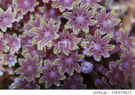 Green Tipped Glove Polyps, Clavularia spp 136679823