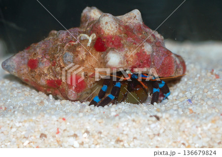 Electric Blue Knuckle Hermit Crab, Calcinus elegans 136679824