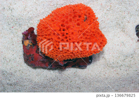 Orange Lace Sponge, Clathria spp 136679825