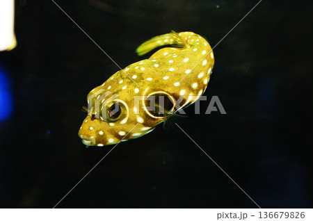 Stars n' Stripes Pufferfish - Arothron hispidus Stars n' Stripes Pufferfish - Arothron hispidus 136679826