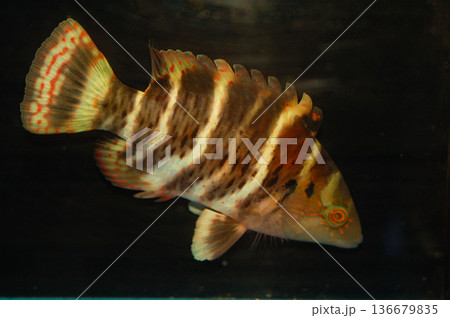 Red Breasted Wrasse - Cheilinus fasciatus Red Breasted Wrasse - Cheilinus fasciatus 136679835