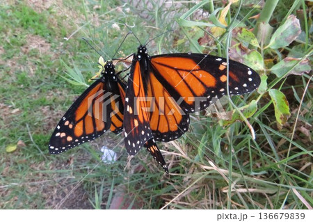 Monarch Butterfly Pair, Danaus plexippus Monarch Butterfly Pair, Danaus plexippus 136679839
