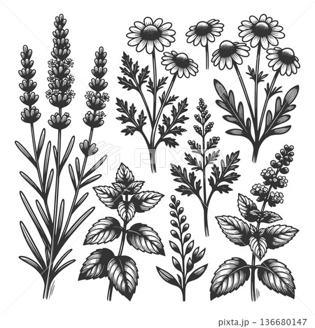 Botanical Herb and Wildflower Collection raster 136680147