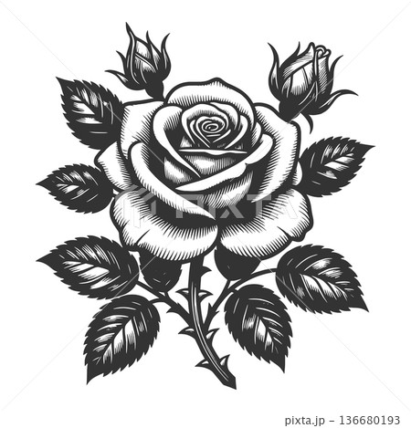 Rose Flower engraving sketch raster illustration 136680193