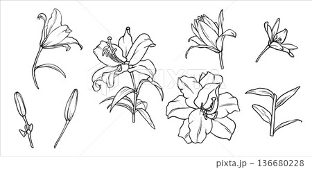 Lilies vector set. Flower graphic illustration. Lily drawing in line art style. Flower sketch painted by black inks. Collection of lily flowers. Vector lili clip art. Outline of Lilies engraving EPS10 136680228