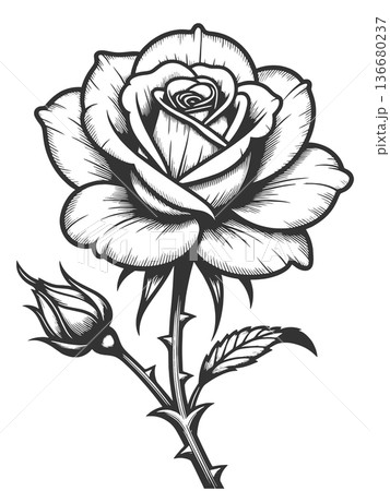 Rose Flower engraving sketch vector illustration 136680237