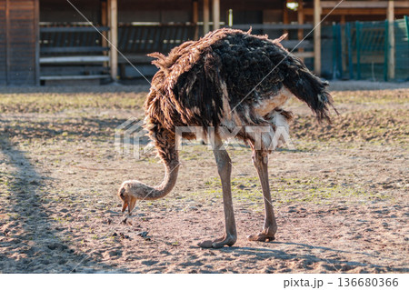 beautiful ostrich walks on the sky background 136680366
