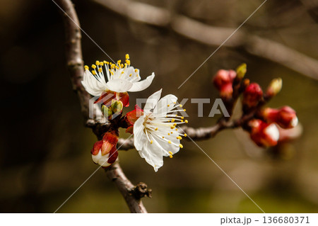 beautifully flowering cherry branches on which the bees sit 136680371