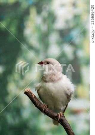 Beautiful birds Astrild (Estrildidae) sitting on a branch 136680429