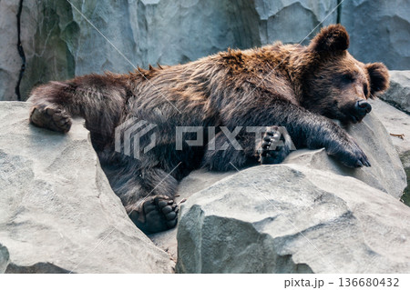 Brown bear 136680432