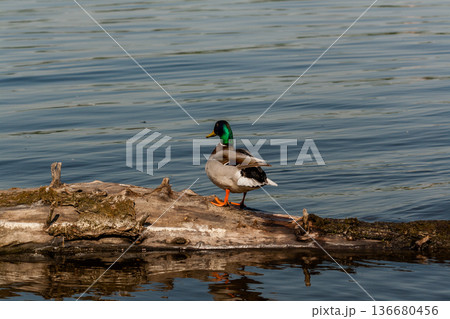 Drake sit on a log 136680456