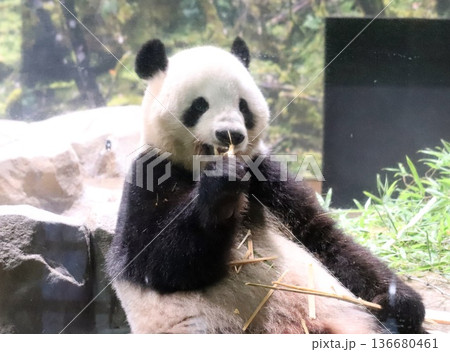 上野動物園にいたジャイアントパンダを撮影 136680461