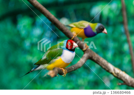 Beautiful birds Guldova Amadina (Erythrura gouldiae) sitting on a branch Beautiful birds Guldova Amadina (Erythrura gouldiae) sitting on a branch 136680466