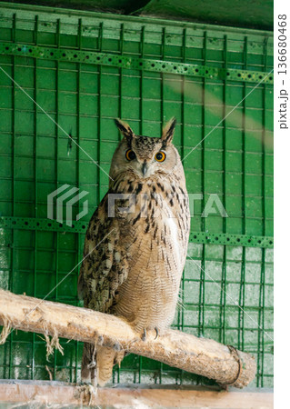 Owl sits on the branches close up 136680468