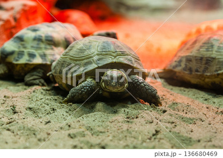 Turtle walking on sand 136680469