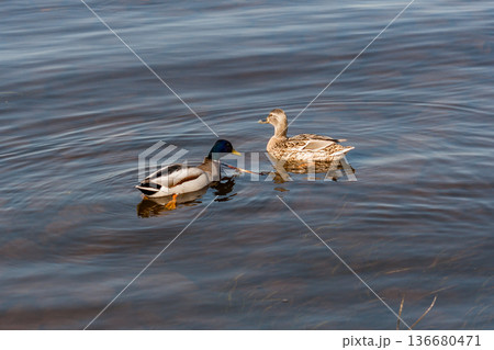 Duck and drake float on the water 136680471