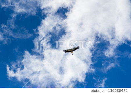 Stork soaring in the blue sky with white clouds 136680472