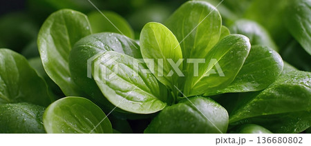 Fresh Greens Washed and Ready for Preparation in a Kitchen Environment 136680802
