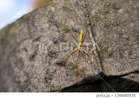 ヒゲナガサシガメ 136680938