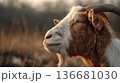 Close up portrait of goat in warm sunset light 136681030