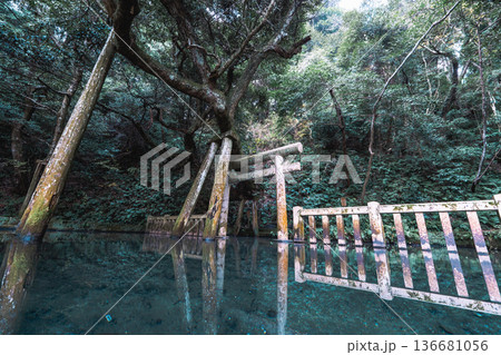 鹿島神宮 御手洗池と鳥居のリフレクション 鹿島神宮 御手洗池と鳥居のリフレクション 136681056