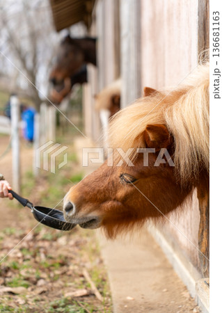 成田ゆめ牧場 餌を食べるポニー 成田ゆめ牧場 餌を食べるポニー 136681163