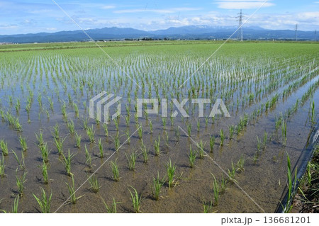 田植え2週間後の水田 田植え2週間後の水田 136681201