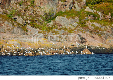 different birds, ducks and seagulls are sitting basking in the sun on the coast of the Barents Sea at sunny weather, the rocky shore with colourful arctic carpet of moss, yagel, Tundra at autumn different birds, ducks and seagulls are sitting basking in the sun on the coast of the Barents Sea at sunny weather, the rocky shore with colourful arctic carpet of moss, yagel, Tundra at autumn 136681207