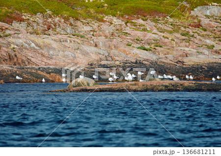 different birds, ducks and seagulls are sitting basking in the sun on the coast of the Barents Sea at sunny weather, the rocky shore with colourful arctic carpet of moss, yagel, Tundra at autumn 136681211