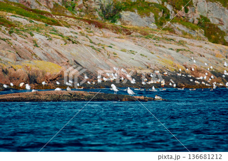 different birds, ducks and seagulls are sitting basking in the sun on the coast of the Barents Sea at sunny weather, the rocky shore with colourful arctic carpet of moss, yagel, Tundra at autumn different birds, ducks and seagulls are sitting basking in the sun on the coast of the Barents Sea at sunny weather, the rocky shore with colourful arctic carpet of moss, yagel, Tundra at autumn 136681212