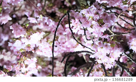 三浦海岸のライトアップされた河津桜 136681289