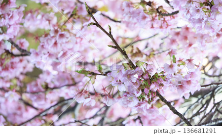 三浦海岸のライトアップされた河津桜 三浦海岸のライトアップされた河津桜 136681291
