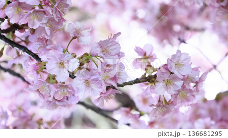 三浦海岸のライトアップされた河津桜 136681295